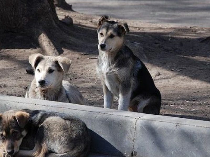 Stray_dogs-pups-700x413.jpg
