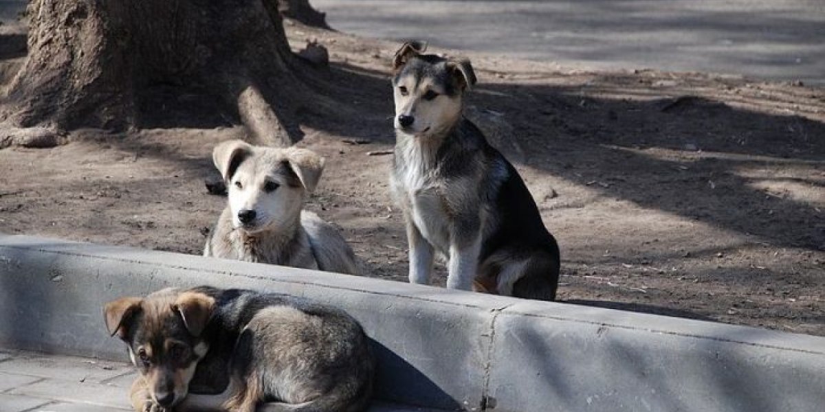 Stray_dogs-pups-700x413.jpg