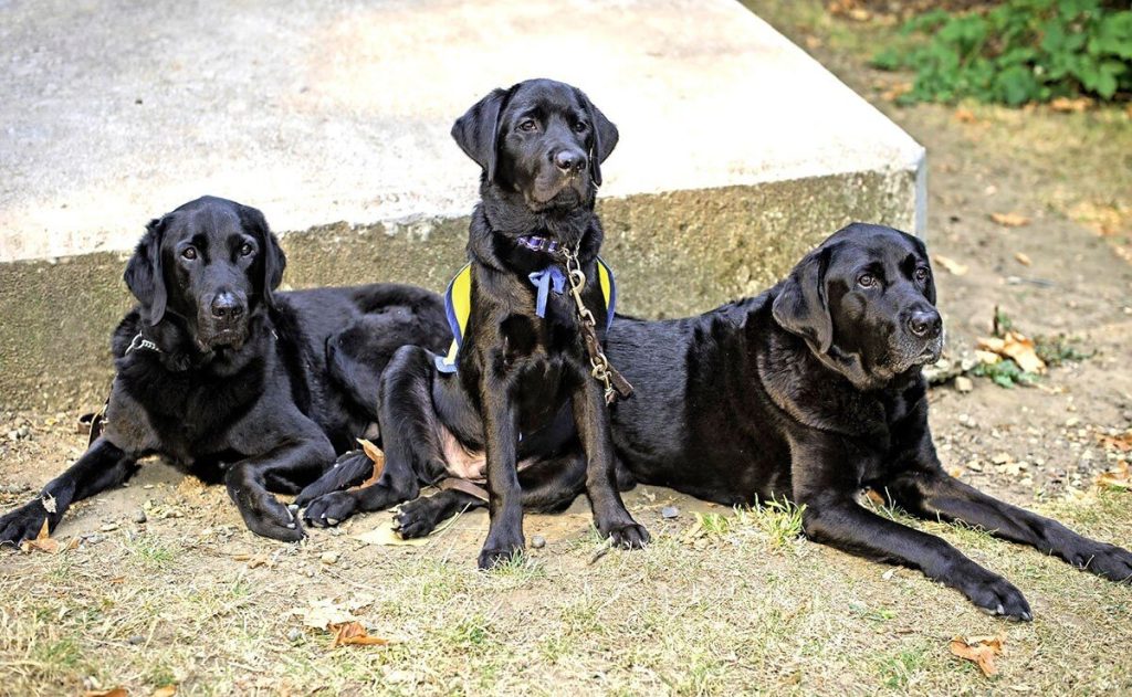 tres-perros-tematica-pixabay_1.jpg_172596871.jpg