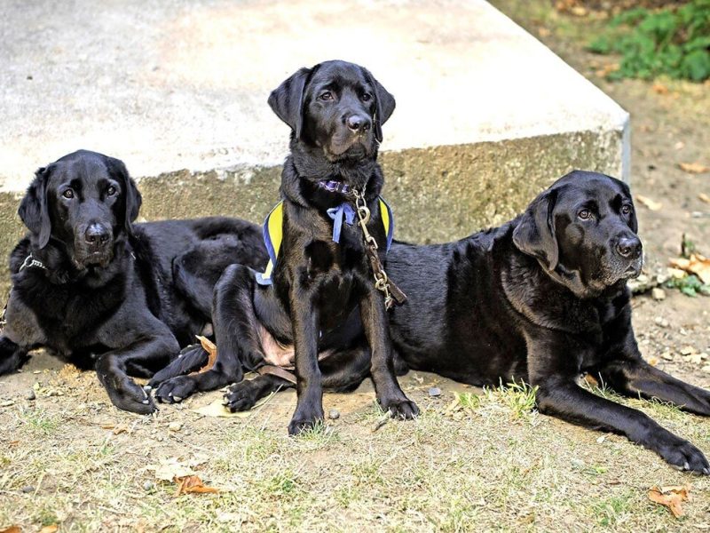 tres-perros-tematica-pixabay_1.jpg_172596871.jpg