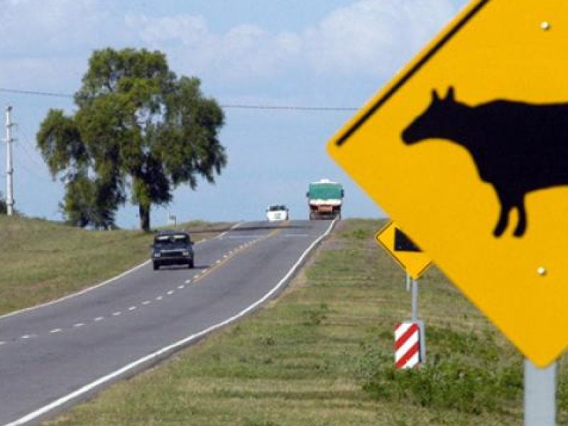 animales-sueltos.jpg