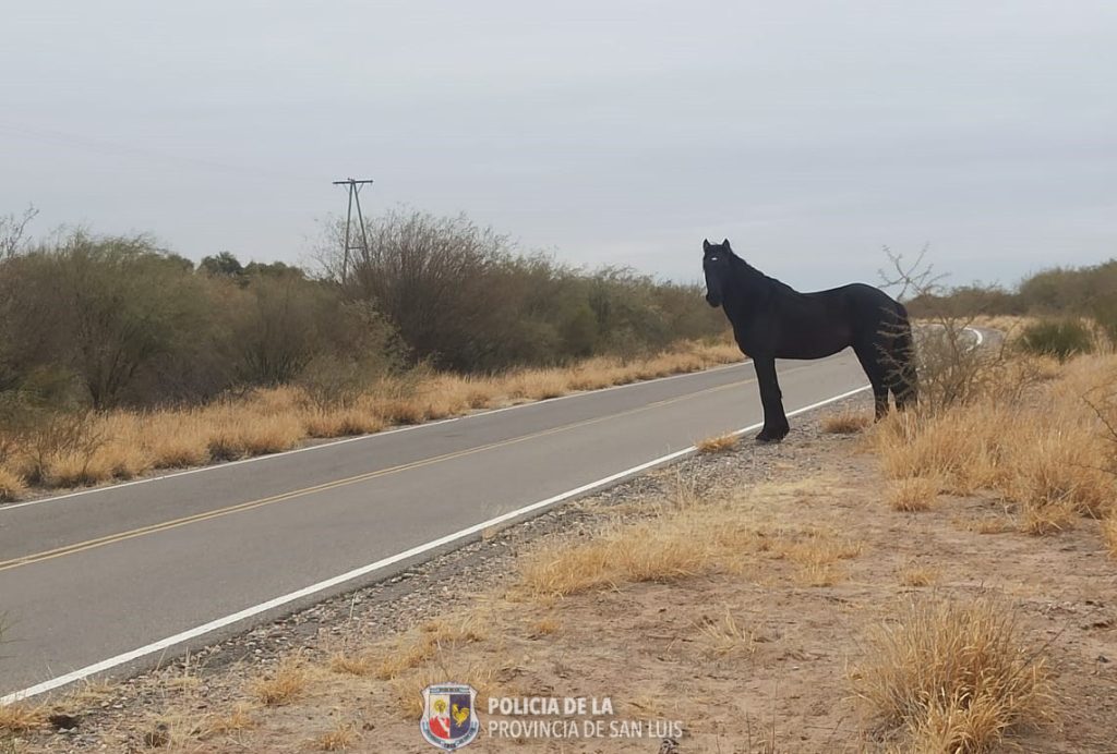 caballo-esta-1.jpeg