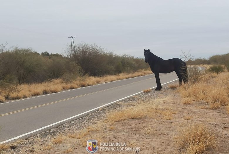 caballo-esta-1.jpeg