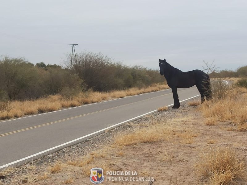 caballo-esta-1.jpeg