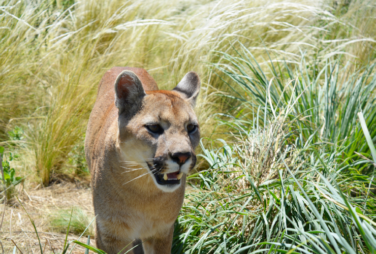Imagen-principal-Foto-Puma-2.jpg