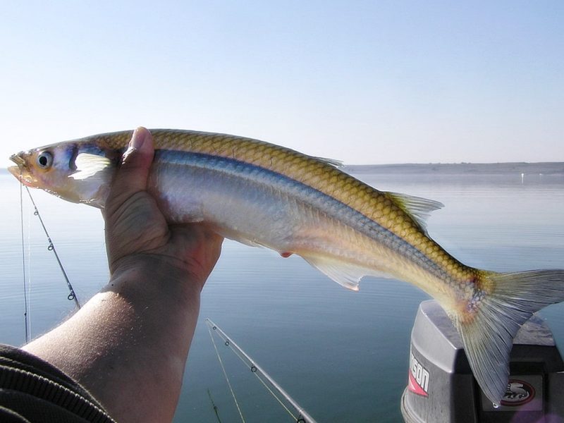 lvp.pejes1.jpg