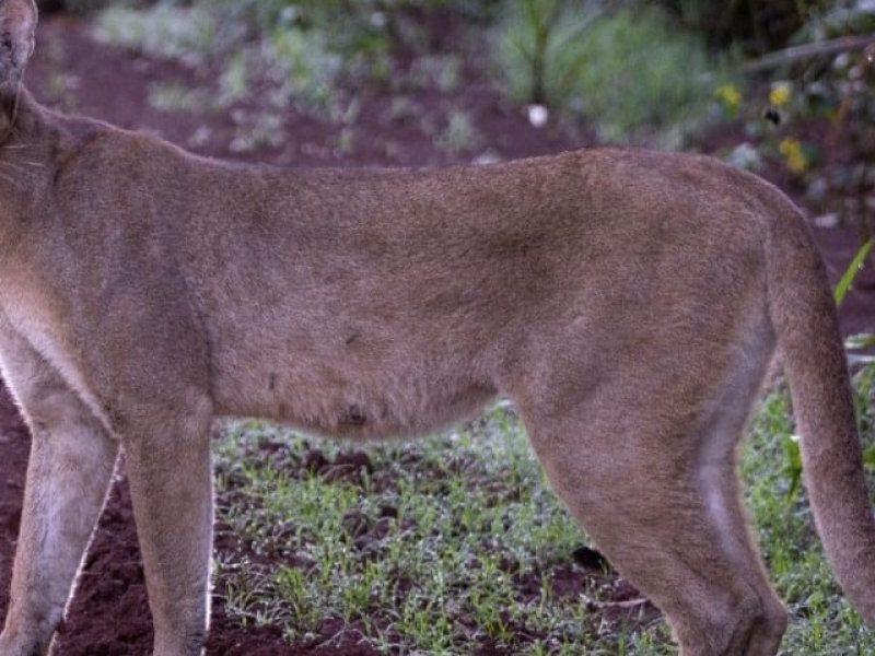 puma-en-cataratas-1.jpg