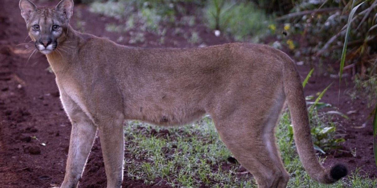 puma-en-cataratas-1.jpg