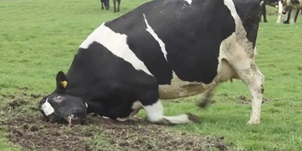 vaca-loca.jpg