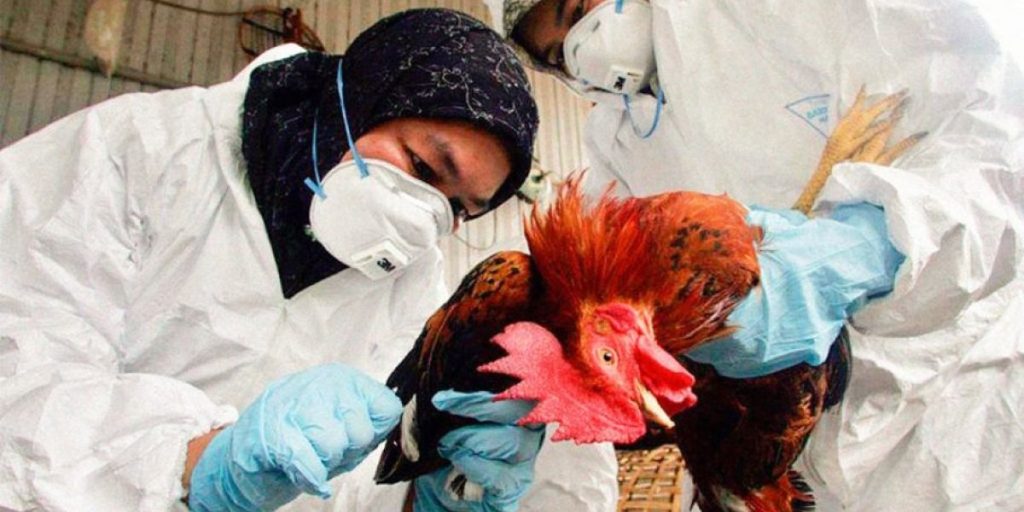 88003-salud-publica-aclara-que-no-hay-casos-de-gripe-aviar-en-humanos-en-el-pais.jpg
