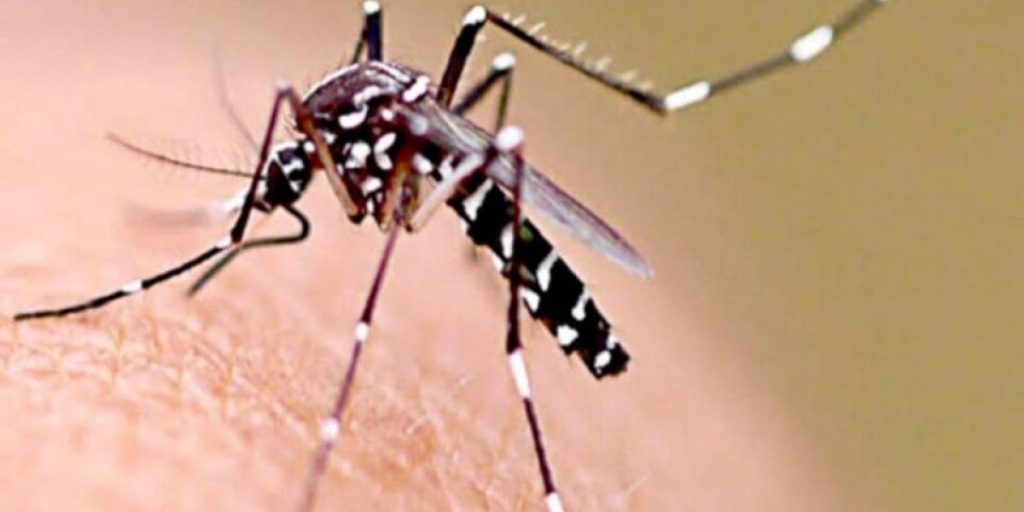 699032-dengue_0.jpg