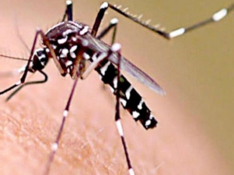 699032-dengue_0.jpg