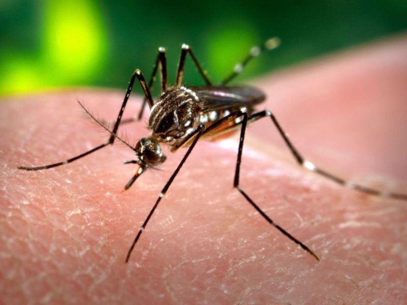 dengue.jpg