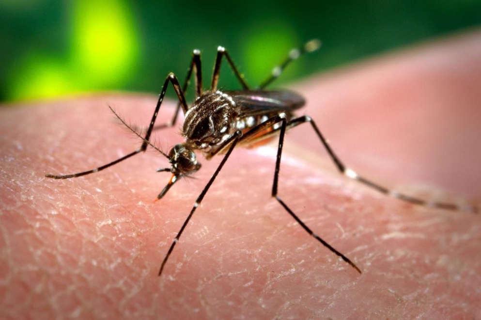 dengue.jpg