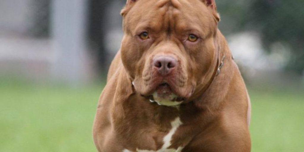 pitbull-1.jpg