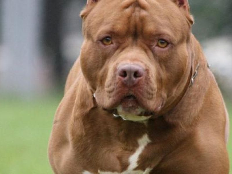 pitbull-1.jpg