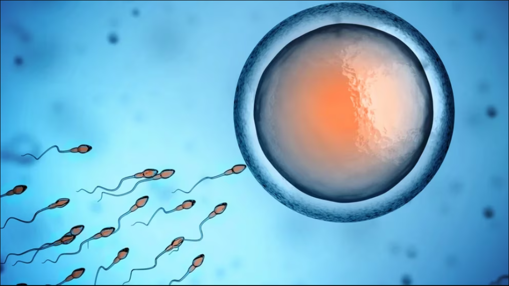 esperma.PNG