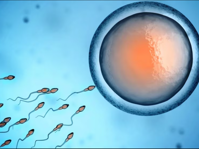 esperma.PNG