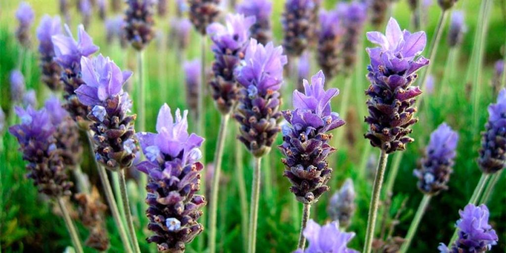 lavanda-patagonia.jpg