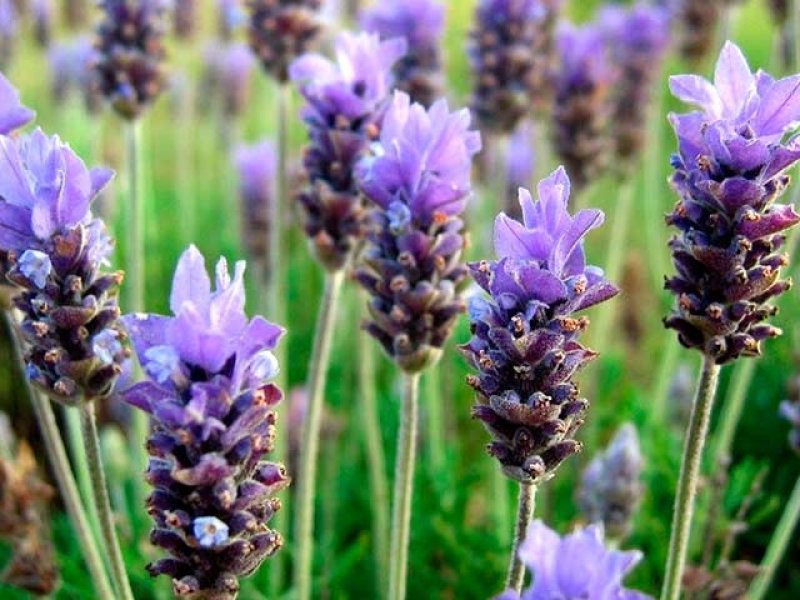 lavanda-patagonia.jpg