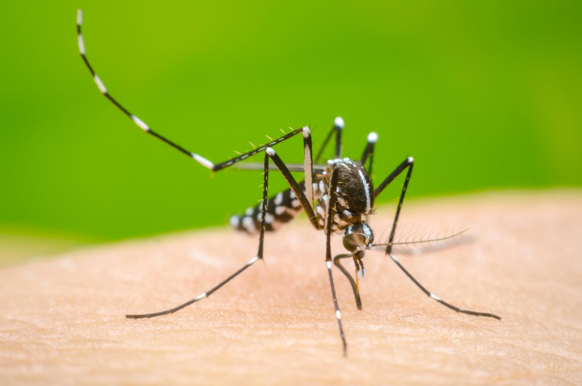 95668140_1-mosquito-aedes-aegypti.jpg