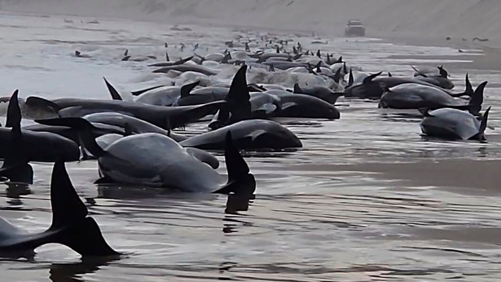 ballenas-varadas-australia.jpg