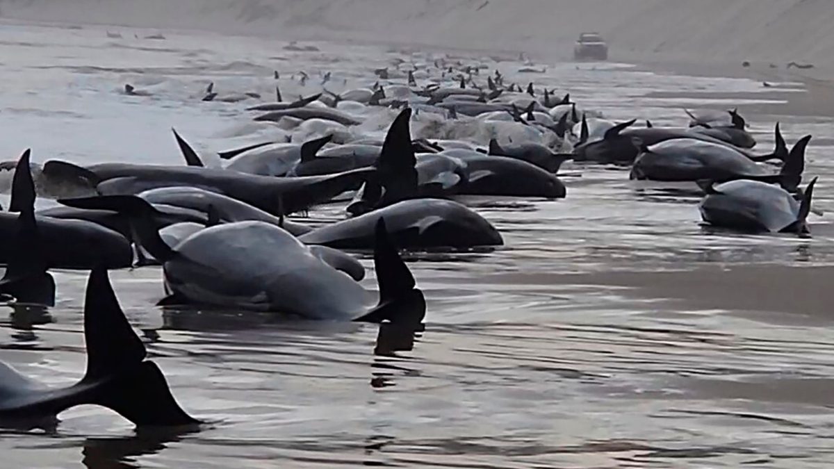 ballenas-varadas-australia.jpg