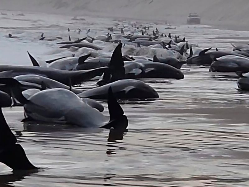 ballenas-varadas-australia.jpg