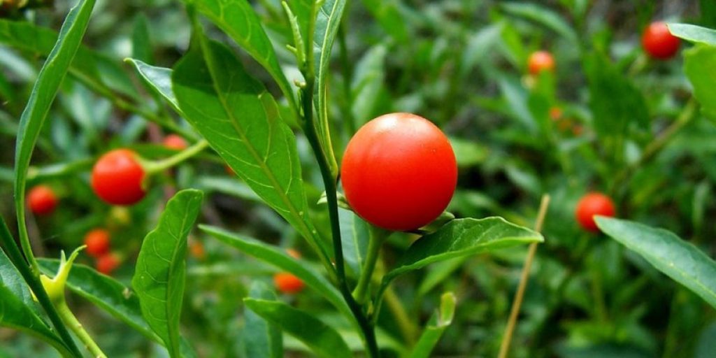 1200px-Solanum_pseudocapsicum-1000x600.jpg