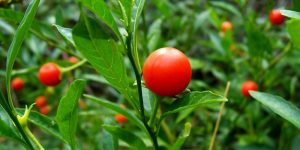 1200px-Solanum_pseudocapsicum-1000x600.jpg