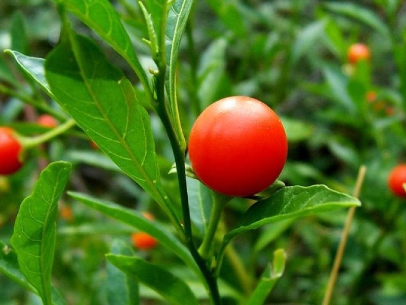 1200px-Solanum_pseudocapsicum-1000x600.jpg