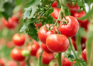 2020-Tomates.jpg