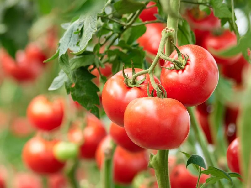 2020-Tomates.jpg