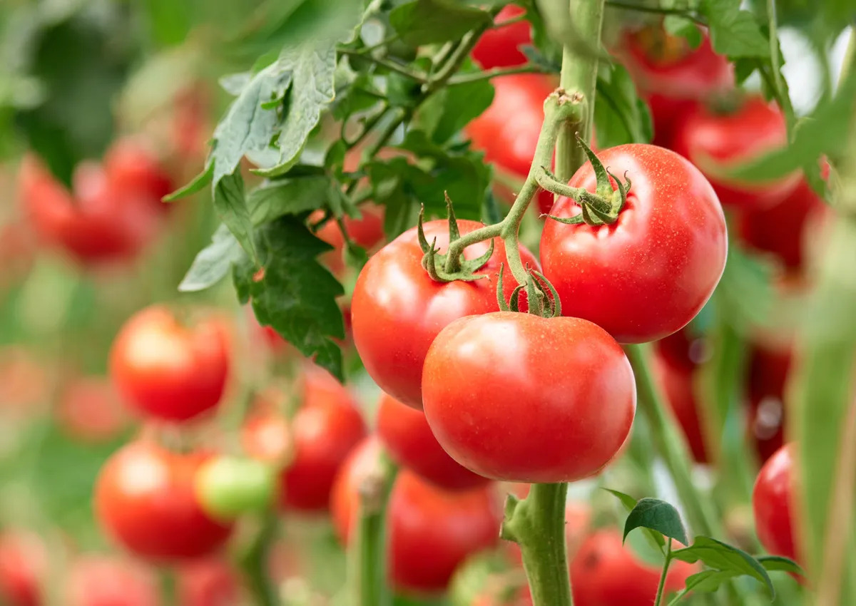 2020-Tomates.jpg