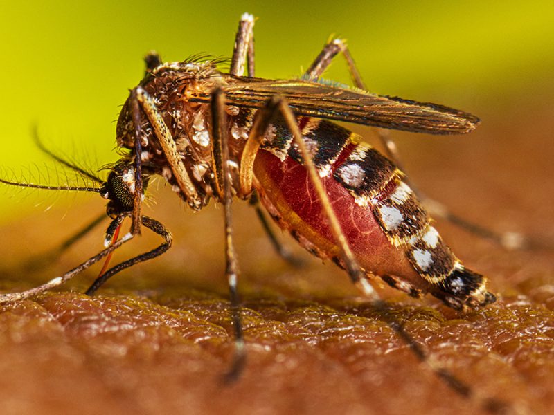 LVV7_Aedes_aegypti_Adult_Feeding_2022_029.jpg