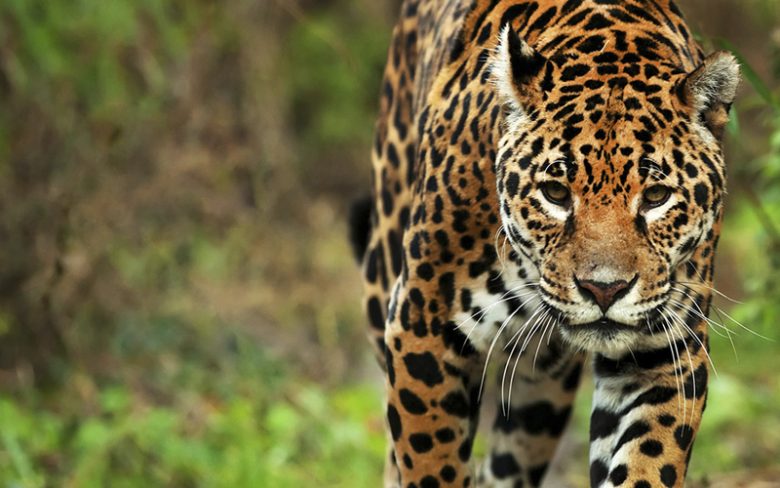 yaguarete-panthera-onca.jpg