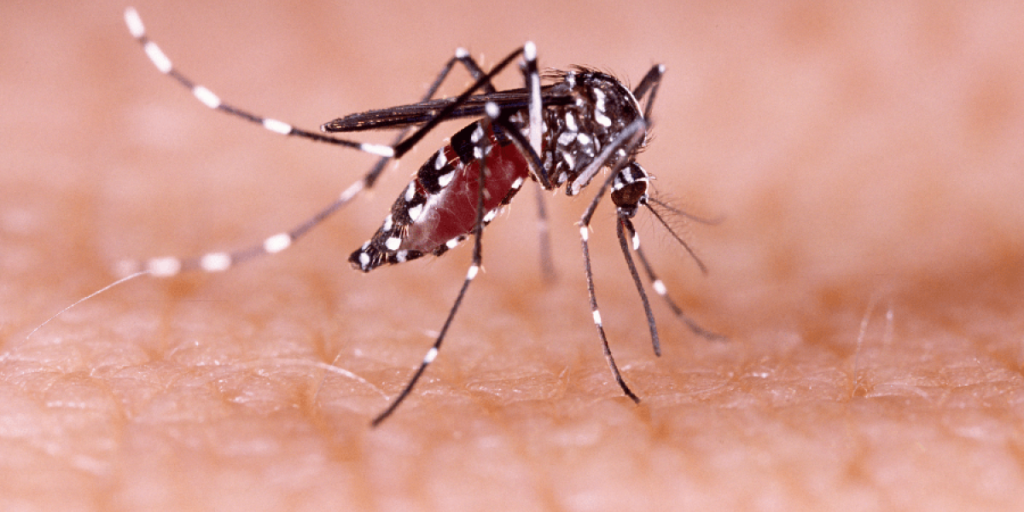 sintomas-dengue.png