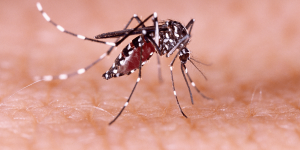 sintomas-dengue.png