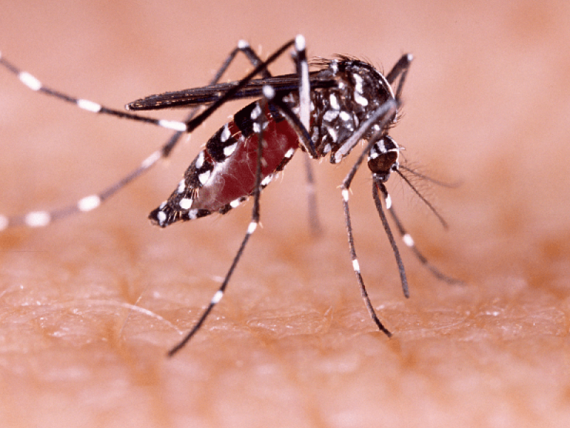 sintomas-dengue.png
