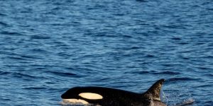 786949-orcas.jpg