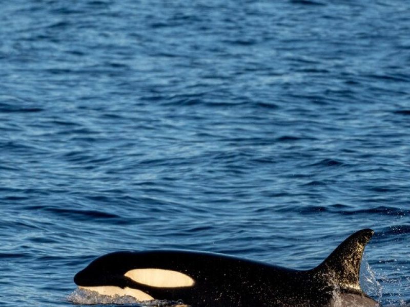 786949-orcas.jpg