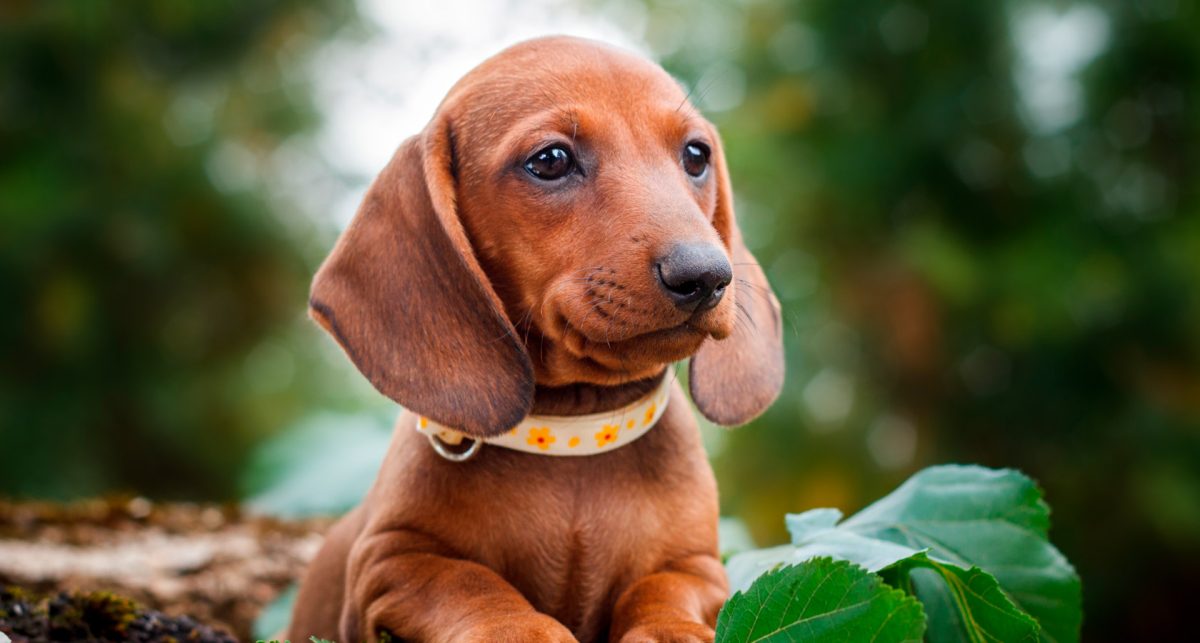 perro_salchicha_caracteristicas_shedara_weinsberg_shutterstock_portada.jpg