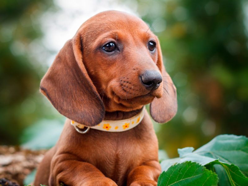 perro_salchicha_caracteristicas_shedara_weinsberg_shutterstock_portada.jpg