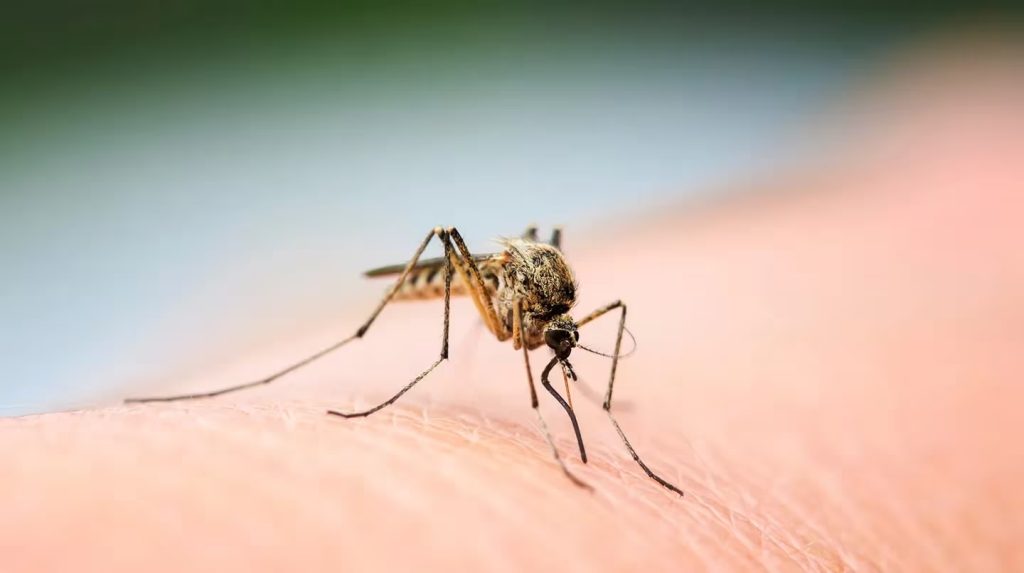 mosquito.jpg
