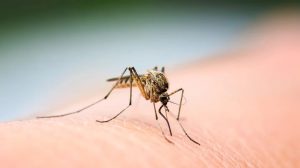 mosquito.jpg
