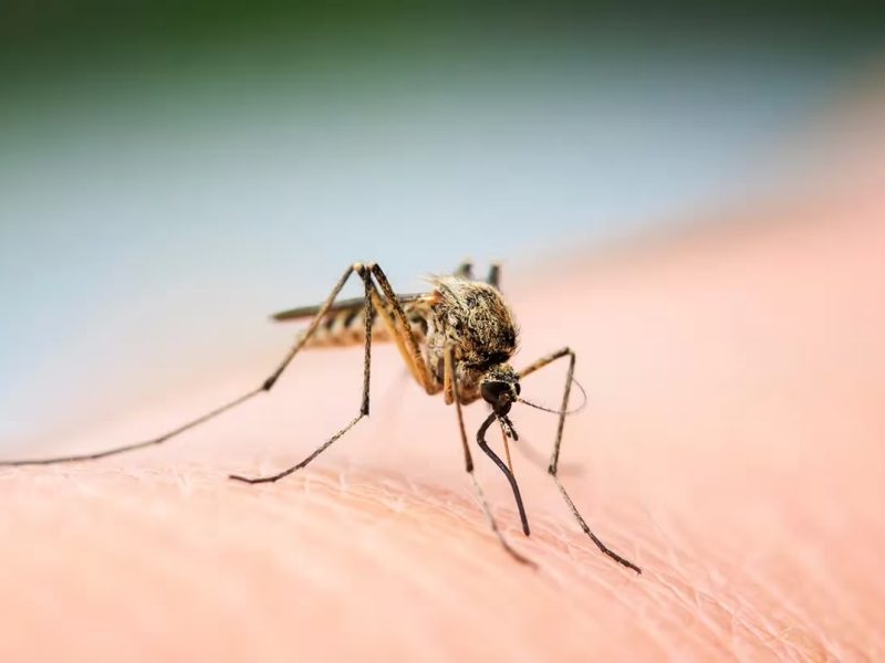 mosquito.jpg