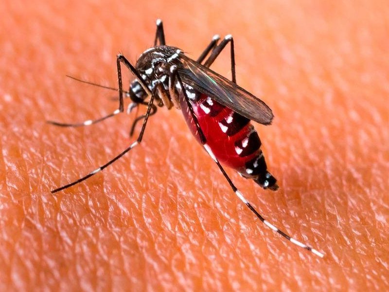 dengue-19-abril.ddd_.jpg