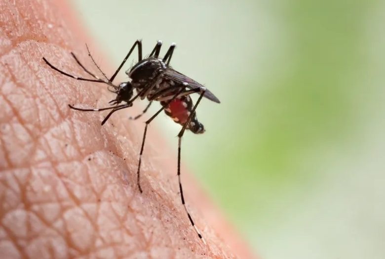 Mosquito.jpg