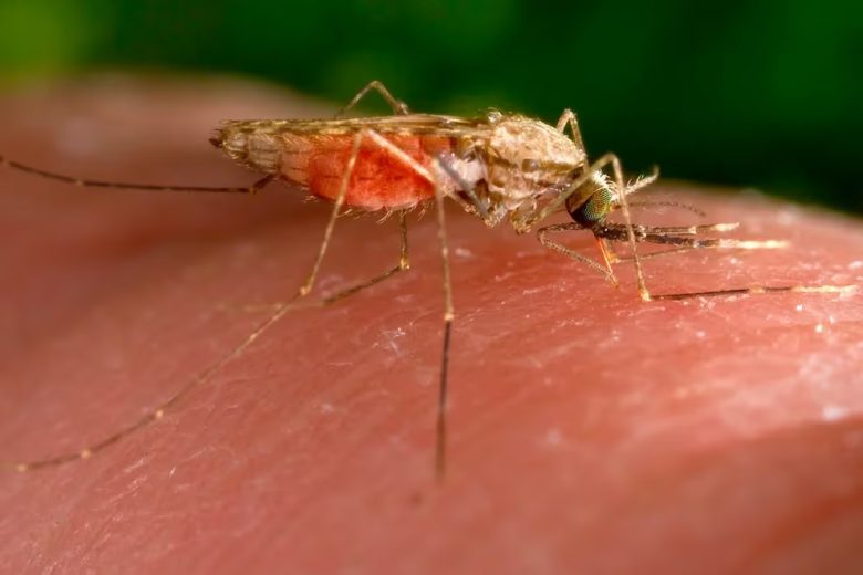 mosquito malaria.jpg
