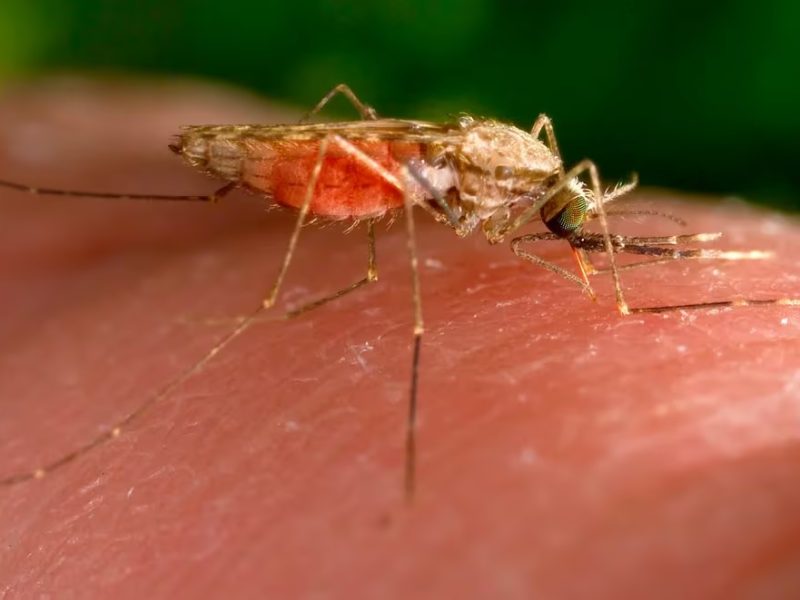 mosquito malaria.jpg